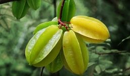 Công dụng tuyệt vời của quả khế