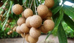 Những đối tượng nên hạn chế ăn nhãn