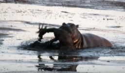 Video: Linh dương chết ngập trong bùn vì bị hà mã quật như 'đồ chơi'