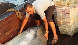 Bắt được cá mặt trăng quý hiếm gần vùng biển Trường Sa