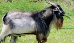 Dê giao phối sơn dương thành dê sư tử xuất hiện ở Lâm Đồng