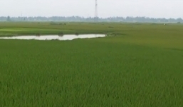 Nam sinh lớp 4 bị sét đánh tử vong khi đang chăn bò