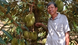 Nông dân trồng cây ăn trái, thu tiền tỷ/năm