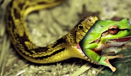 Video: Rắn chết thảm vì ăn thịt nhầm ếch độc