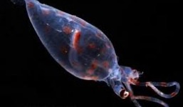 Video: Vẻ đẹp kỳ lạ của mực ống thủy tinh trong suốt