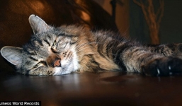 Bí quyết sống lâu của chú mèo già nhất thế giới