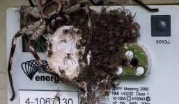 Video: Kinh hoàng hàng trăm con nhện sói bu quanh chiếc công tơ điện