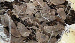 42kg vảy tê tê nhập khẩu qua Tân Sơn Nhất