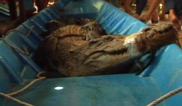 Hàng chục người vây bắt cá sấu dài 2,2m, nặng hơn 50kg