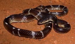 Cận cảnh rắn cạp nong nguy hiểm nhất châu Á, hạ độc 3.000 người mỗi năm