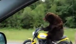 Video: Thú vị cảnh gấu lái mô tô ngoài đường ở Nga