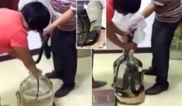 Video: Cận cảnh nhét rắn độc sống nguyên con vào ngâm rượu