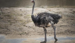 Đầu tư 19 tỷ/ năm cho vườn thú Hà Nội,  đà điểu vẫn bị bỏ đói