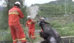 Video: Lính cứu hỏa giải cứu chú trâu bị rơi xuống giếng sâu