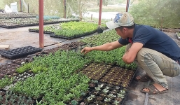 Ông chủ 8X giàu lên nhờ sen đá