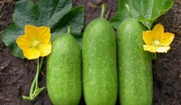 Lợi ích bất ngờ của bí đao đối với sức khỏe