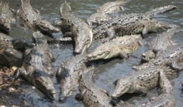 Cận cảnh đảo cá sấu nơi chứa hàng ngàn 'sát thủ đầm lầy' khổng lồ