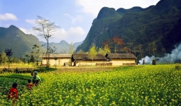 Mê đắm vẻ đẹp mùa vàng Tây Bắc