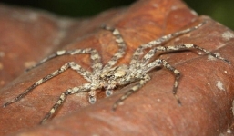 Phát hiện chấn động: Nhện không cánh mà có thể ... bay