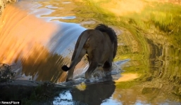 Video: Khoảnh khắc sư tử trượt chân, ngã nhào xuống thác nước