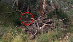 Australia: Người đàn ông chụp được “ảnh ma” gần hiện trường các vụ tự tử