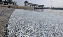 Cá chết la liệt gần hiện trường vụ nổ Thiên Tân