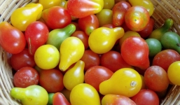 Cận cảnh cà chua bi xinh xắn khiến bà nội trợ mê mẩn