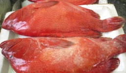 Cá mú đỏ 1 triệu đồng/kg đắt hàng