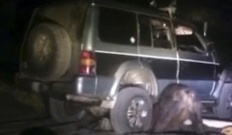 Gấu Nga cắn thủng lốp xe UAV sau khi nổi giận vì bị đâm xe 