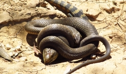 Video: Thằn lằn chống cự quyết liệt khiến rắn khủng phải bỏ cuộc