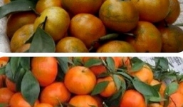 Cách phân biệt cam Canh xịn và cam rởm