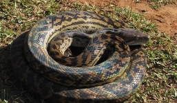 Hai con trăn khổng lồ 'hỗn chiến' trên mái nhà 