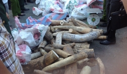 Phát hiện 3 container chứa hơn 2,2 tấn ngà voi trị giá 100 tỷ ở Đà Nẵng