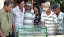 Bắt được rắn lạ dài gần 1m, màu vàng ở miền Tây