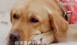 Clip chú chó xin hoa đến thăm mộ chủ khiến hàng triệu trái tim thổn thức