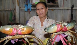 Cua biển Cà Mau rớt giá mạnh chỉ còn 180.000 đồng/kg