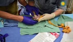 Video: Gấu trúc sinh đôi ở vườn thú Mỹ