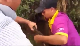 Video: 2 thanh niên Bắc Giang bắt rắn hổ mang bằng tay không
