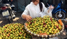 Đào, mận Sapa, cam Vinh ... nhập từ Trung Quốc