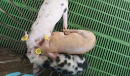 Tận mắt chứng kiến 'lợn cười' được nuôi ở Việt Nam