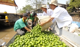 Khoai lang bỏ không ai mua, ổi 500 đồng/kg, nông dân miền Tây lỗ nặng