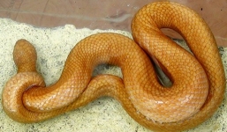 Rắn 'lạ' màu vàng ở miền Tây là rắn hổ hèo