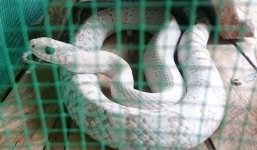 20 con rắn hổ hèo bạch tạng ở miền Tây