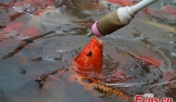 Chùm ảnh cho cá bú bình cực ngộ nghĩnh tại Trung Quốc