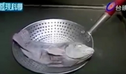 Giải mã cá rô phi sống lại sau 2 năm bị đóng băng ở -32 độ C