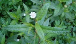 Tác dụng bất ngờ của cây cỏ nhọ nồi