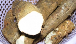 Công dụng tuyệt vời của củ mài đối với sức khỏe