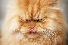 Video: Cận cảnh chú mèo mập ú nổi giận