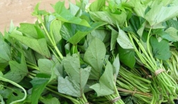 Tác dụng bất ngờ của rau khoai lang