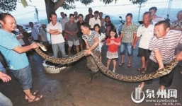 Cụ già 73 tuổi giết con trăn dài gần 4 mét chỉ với một tảng đá